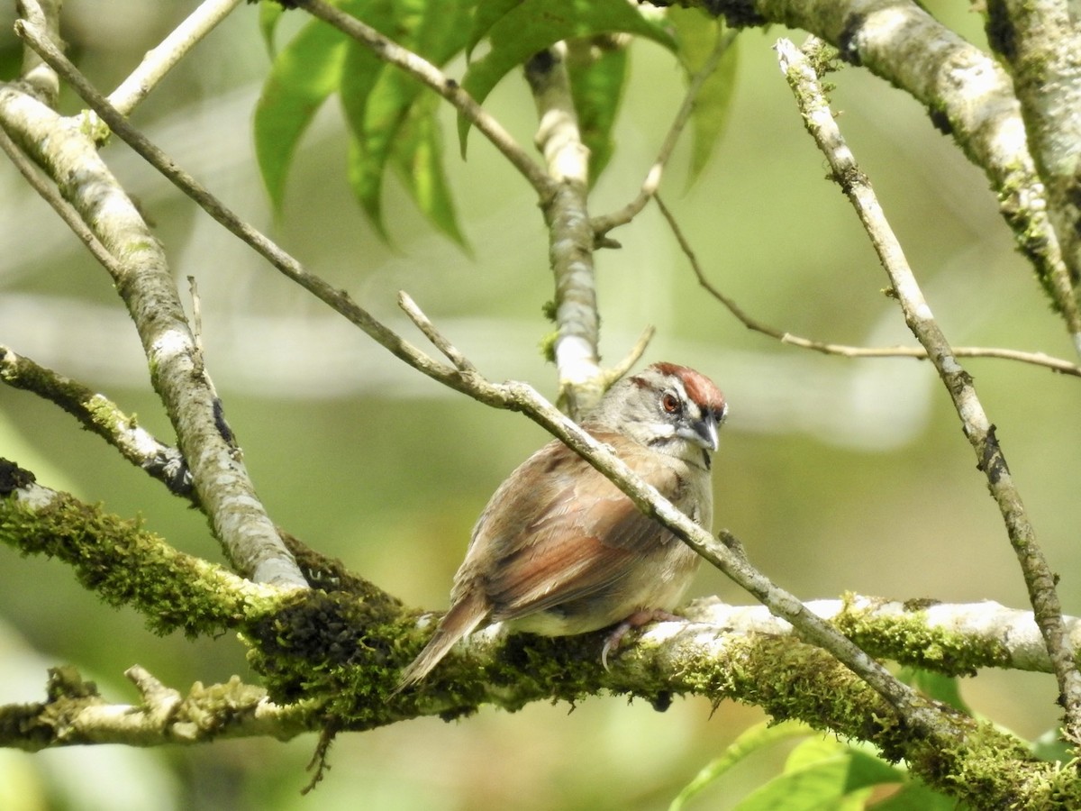 Rusty Sparrow - ML592742041