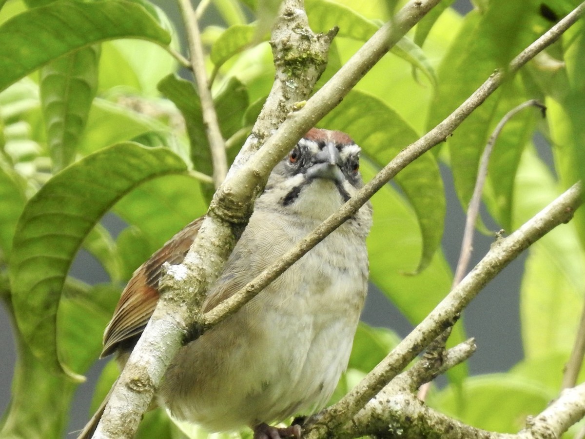 Rusty Sparrow - ML592742101