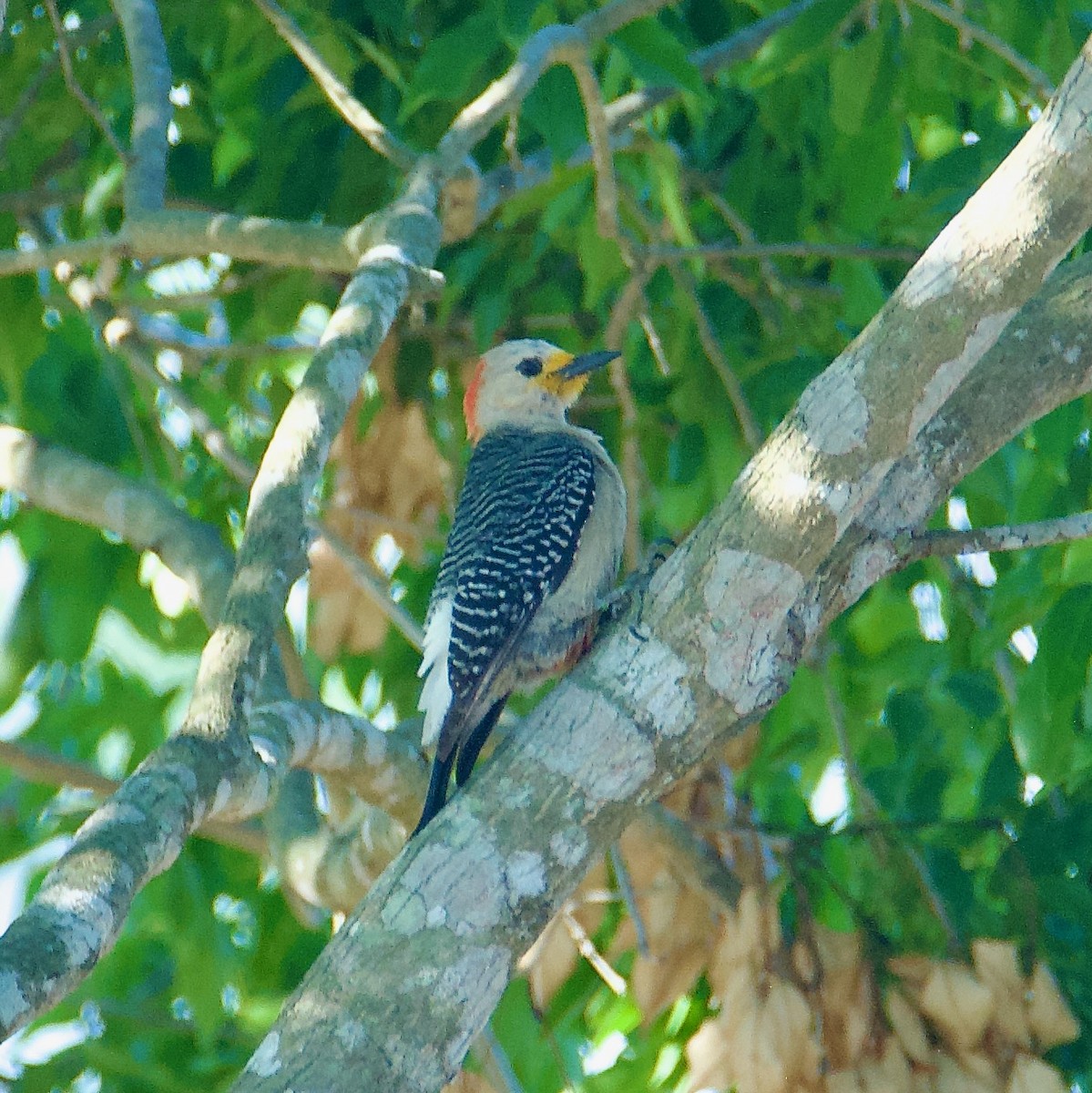 Yucatan Woodpecker - ML592742721