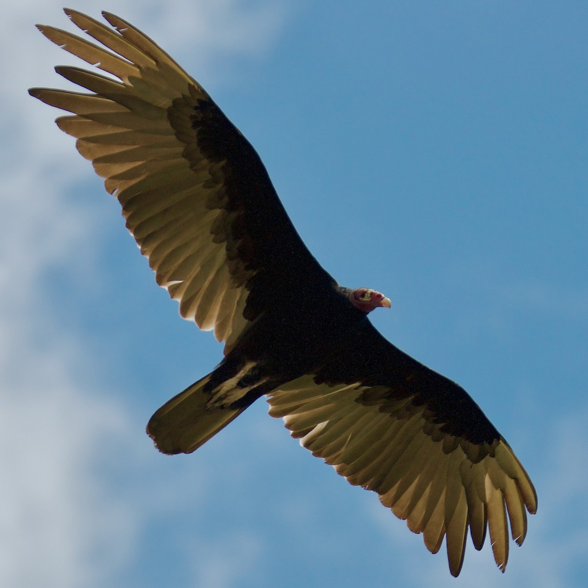 Turkey Vulture - ML592743021