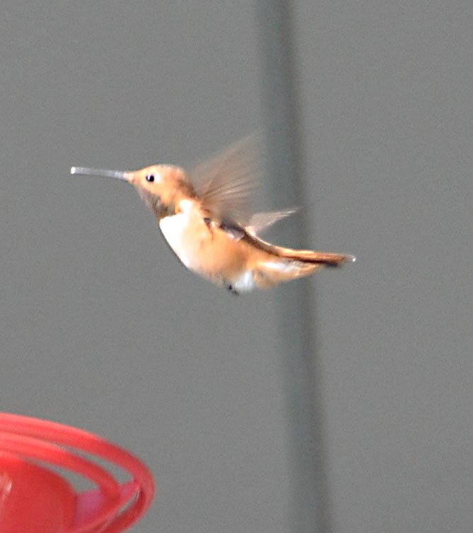 Rufous Hummingbird - ML592751271