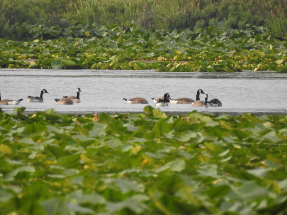 eBird Checklist 4 Jul 2023 Tennant Lake Wildlife Area 23 species