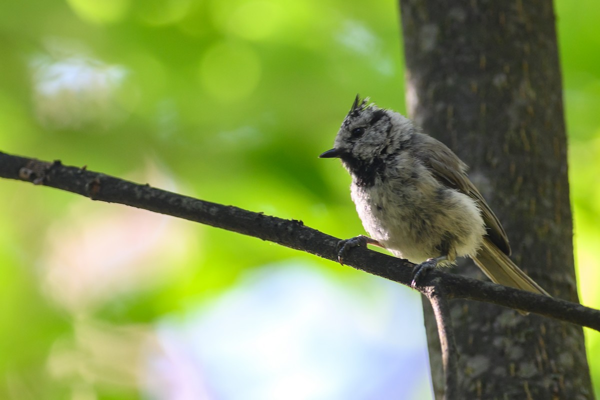 Crested Tit - ML592756871