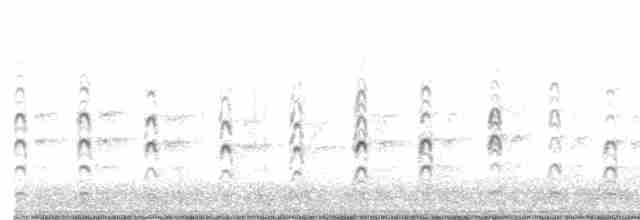 svartkronestylteløper (mexicanus) - ML592757651