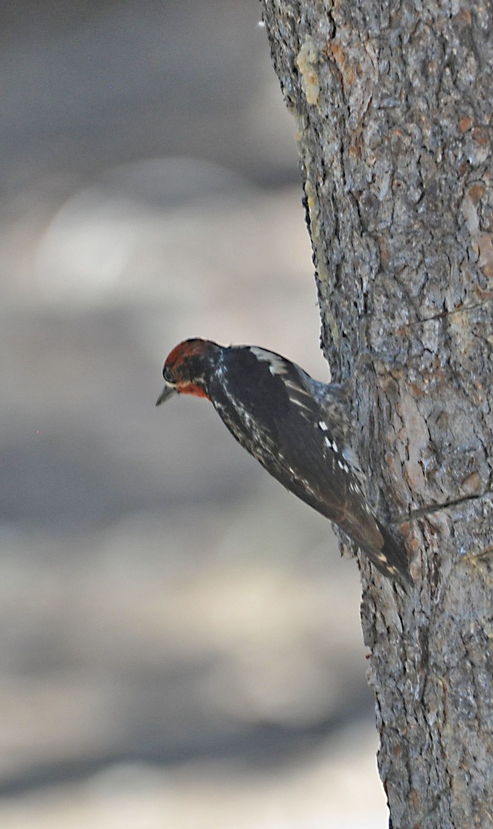 Red-breasted Sapsucker - ML592758171
