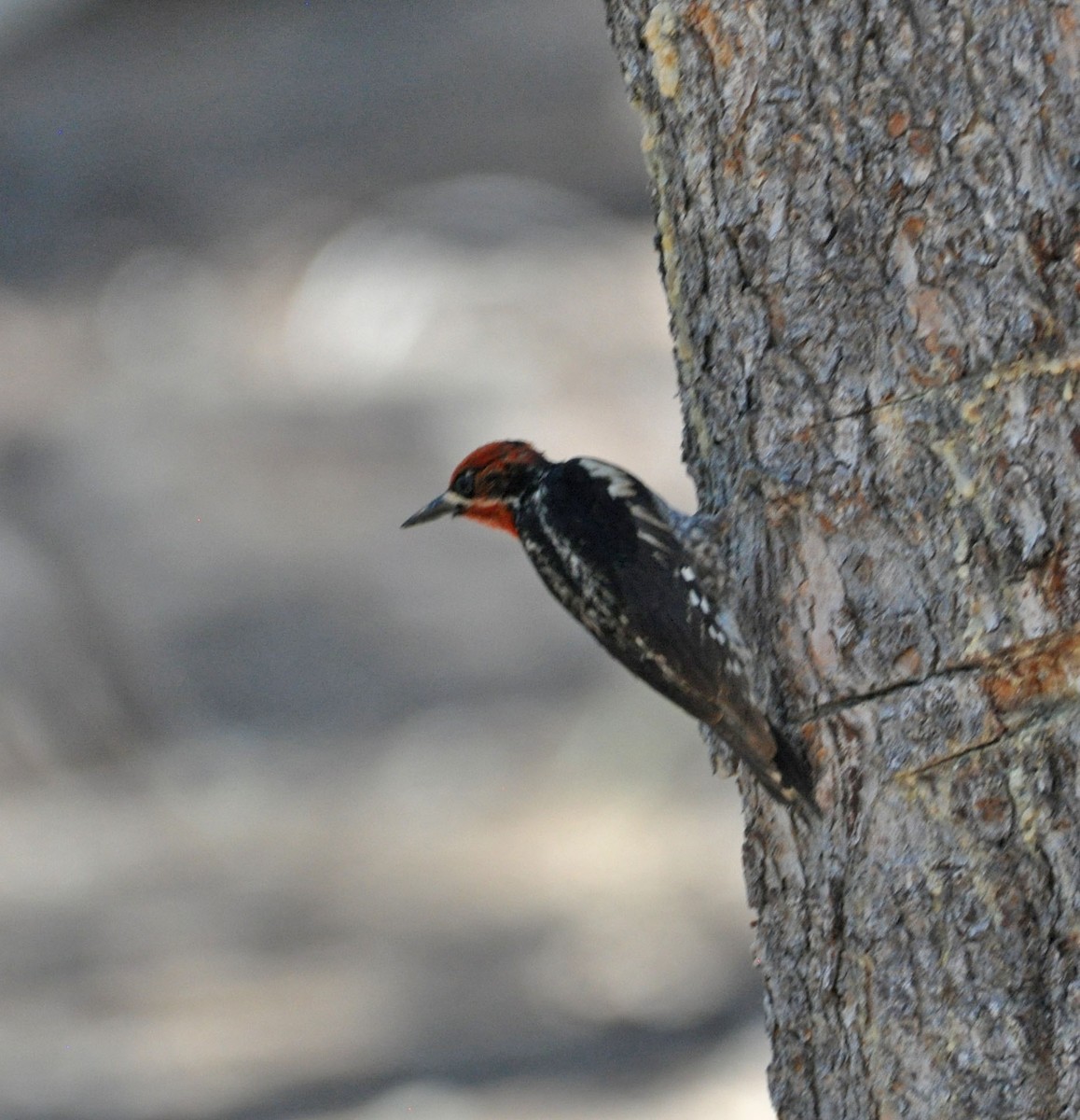 Red-breasted Sapsucker - ML592758231