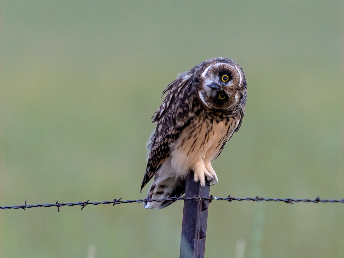 Short-eared Owl - ML592760581