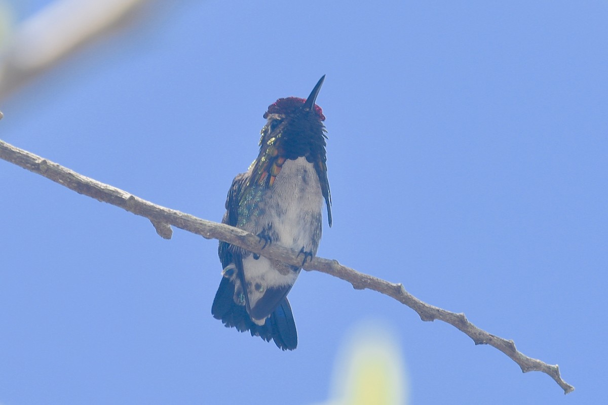 Bee Hummingbird - ML592761811