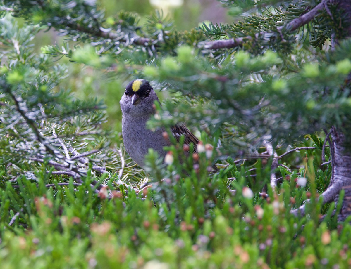 Golden-crowned Sparrow - ML592762201