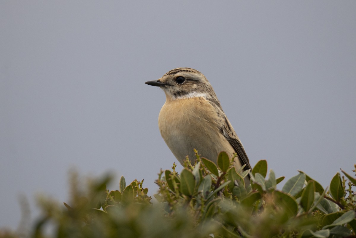 Whinchat - ML592763381