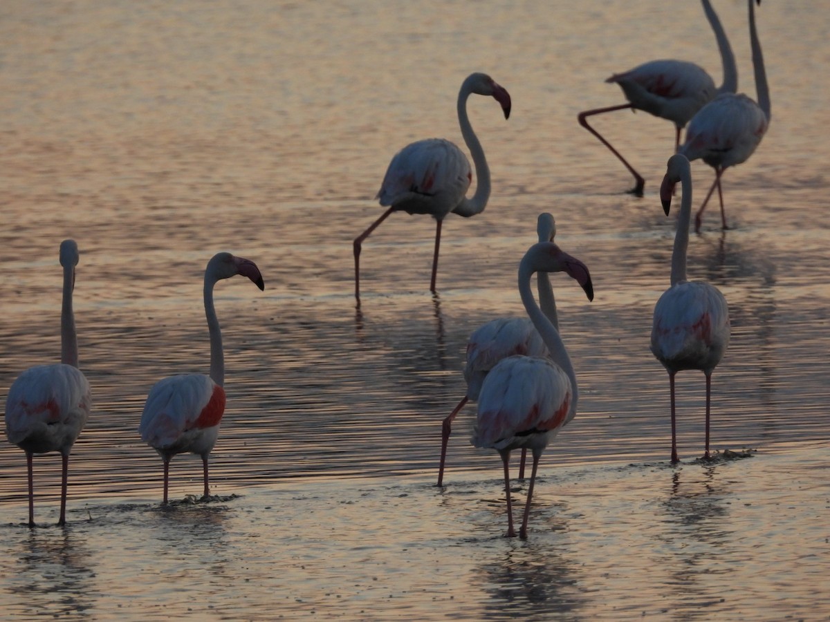 Greater Flamingo - ML592769881