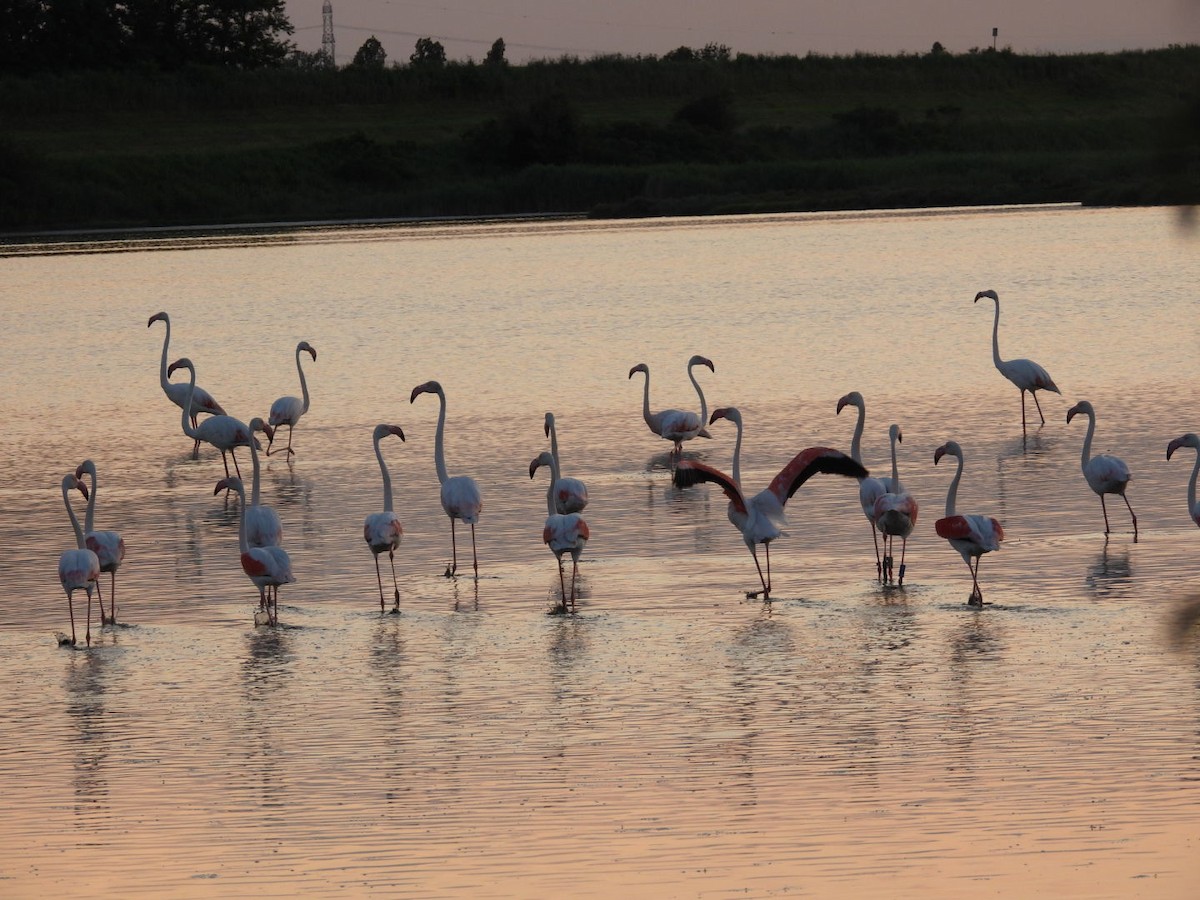 Greater Flamingo - Nancy Buis