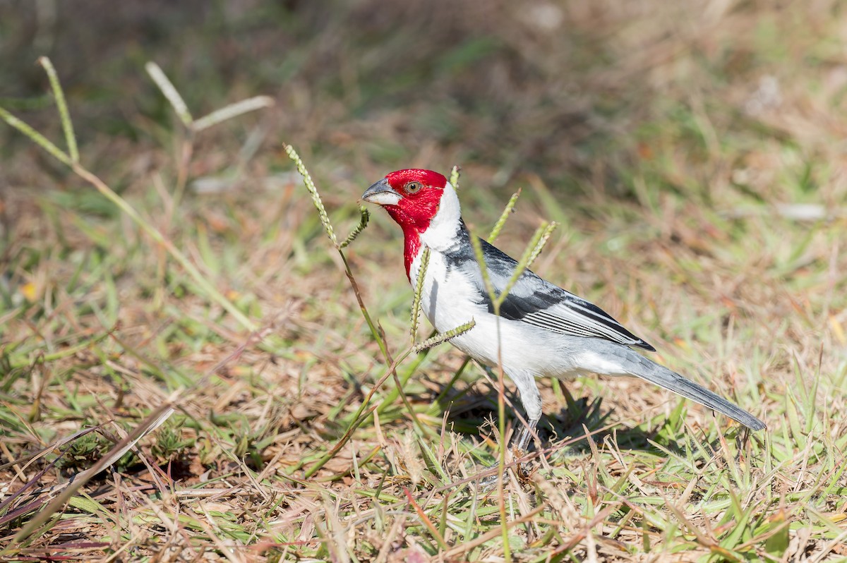 Red-cowled Cardinal - ML592770201