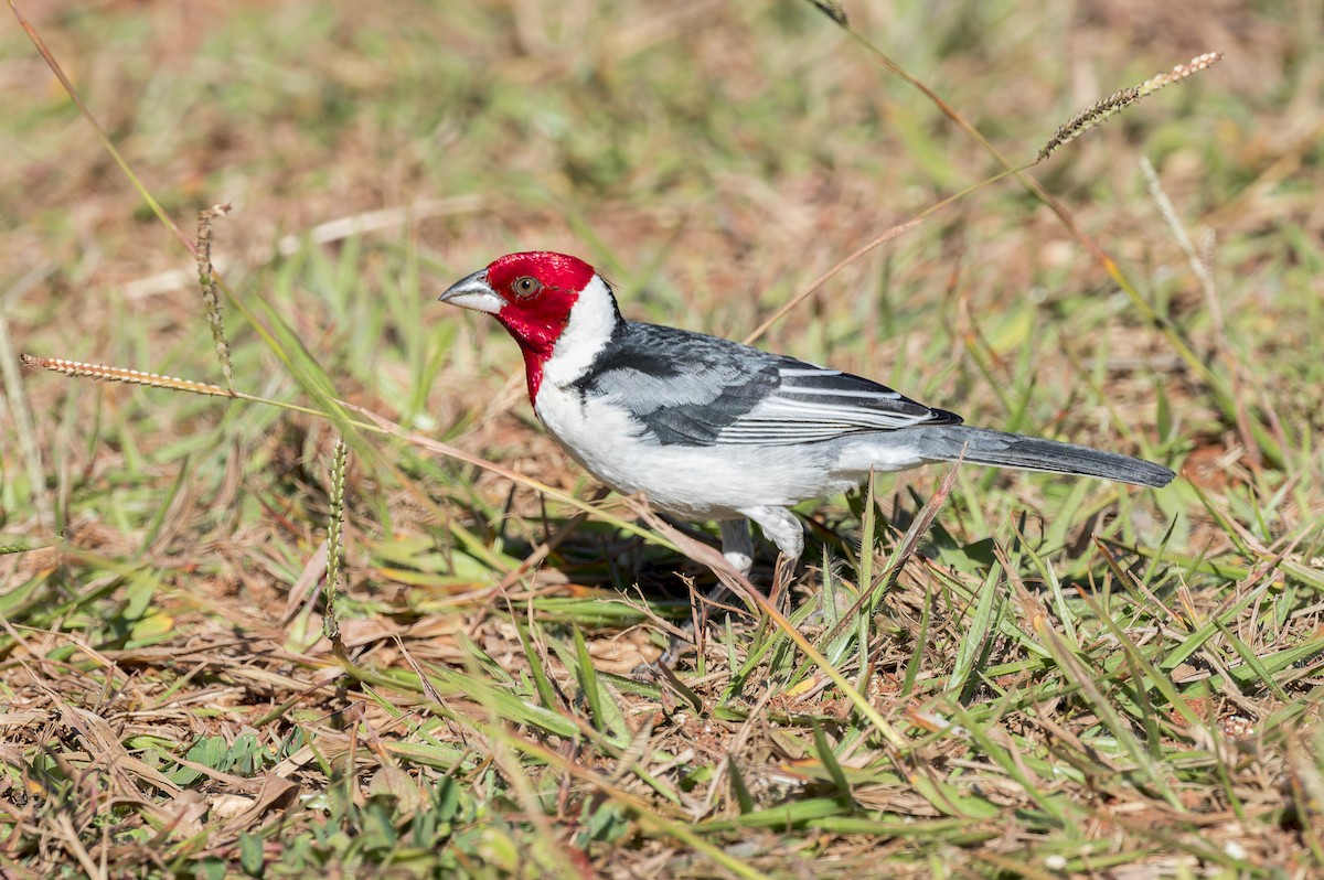 Red-cowled Cardinal - ML592770211