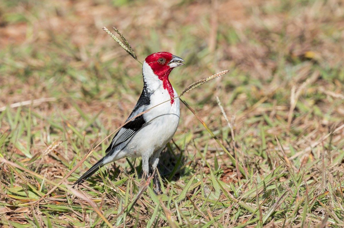 Red-cowled Cardinal - ML592770221