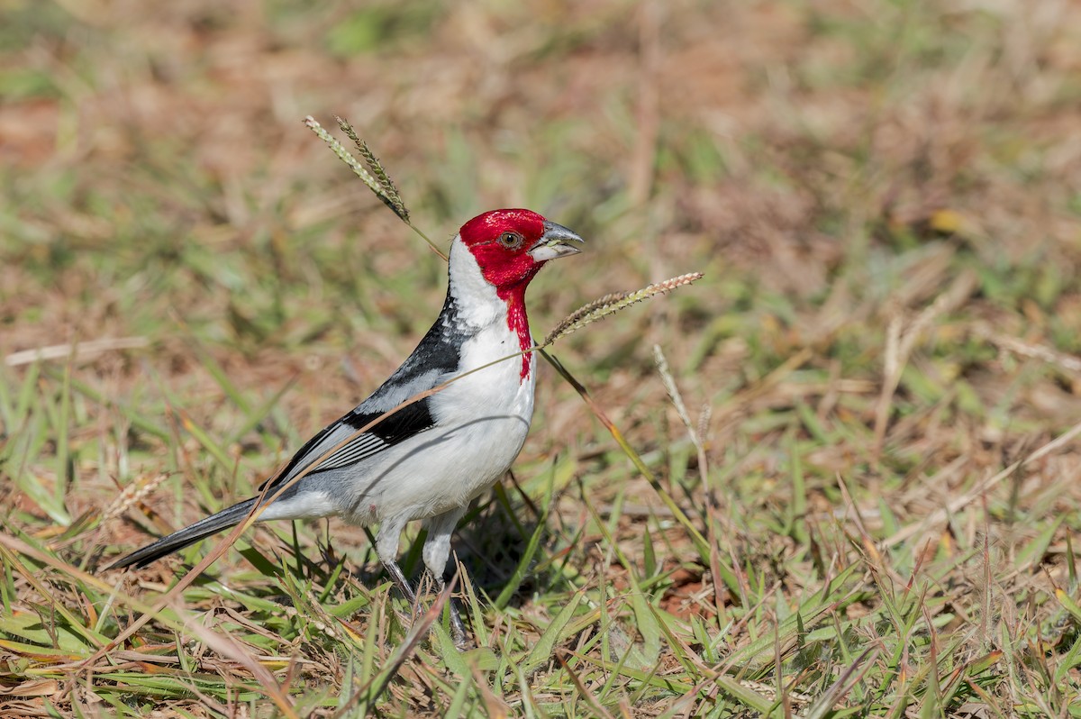 Red-cowled Cardinal - ML592770231