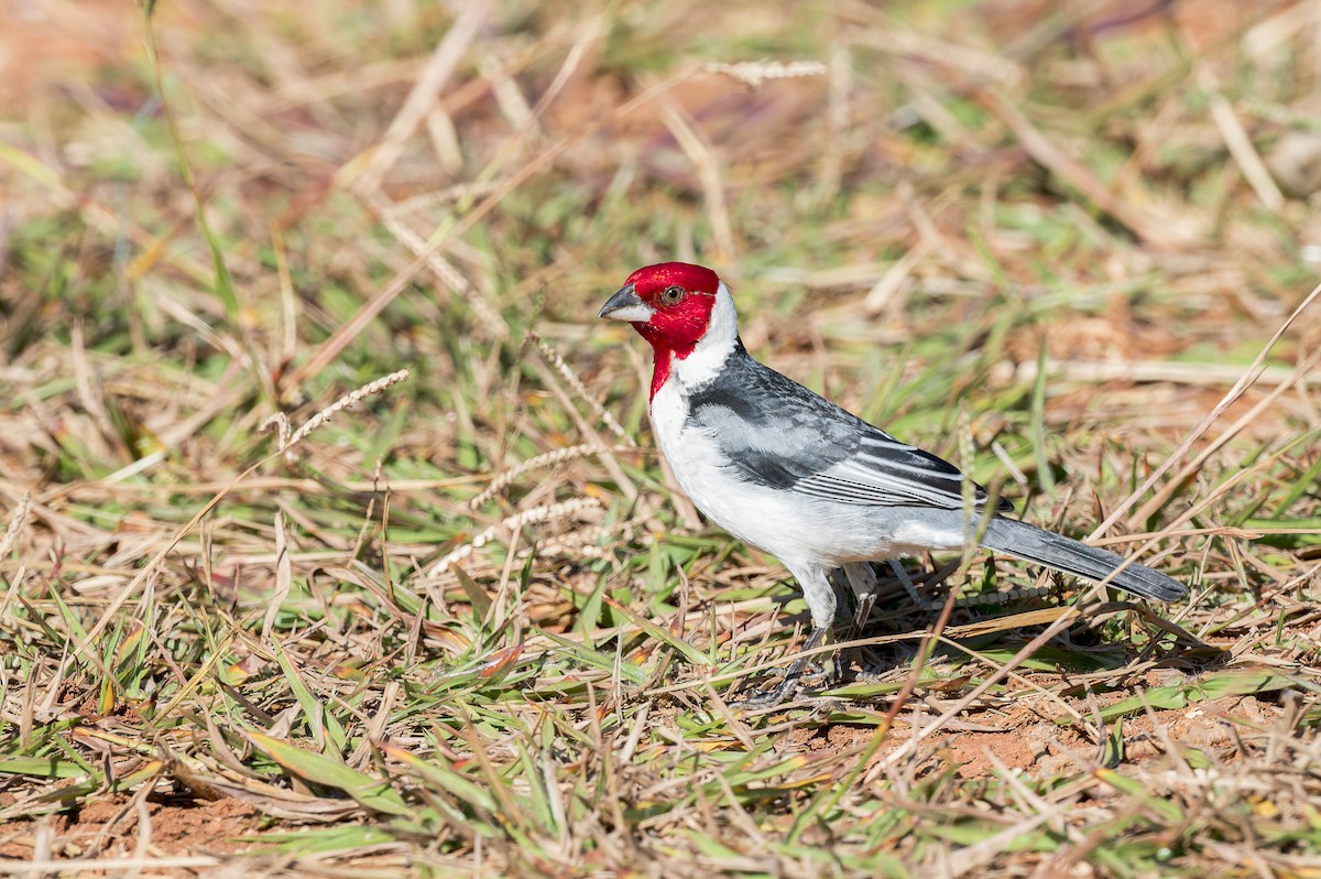 Red-cowled Cardinal - ML592770251