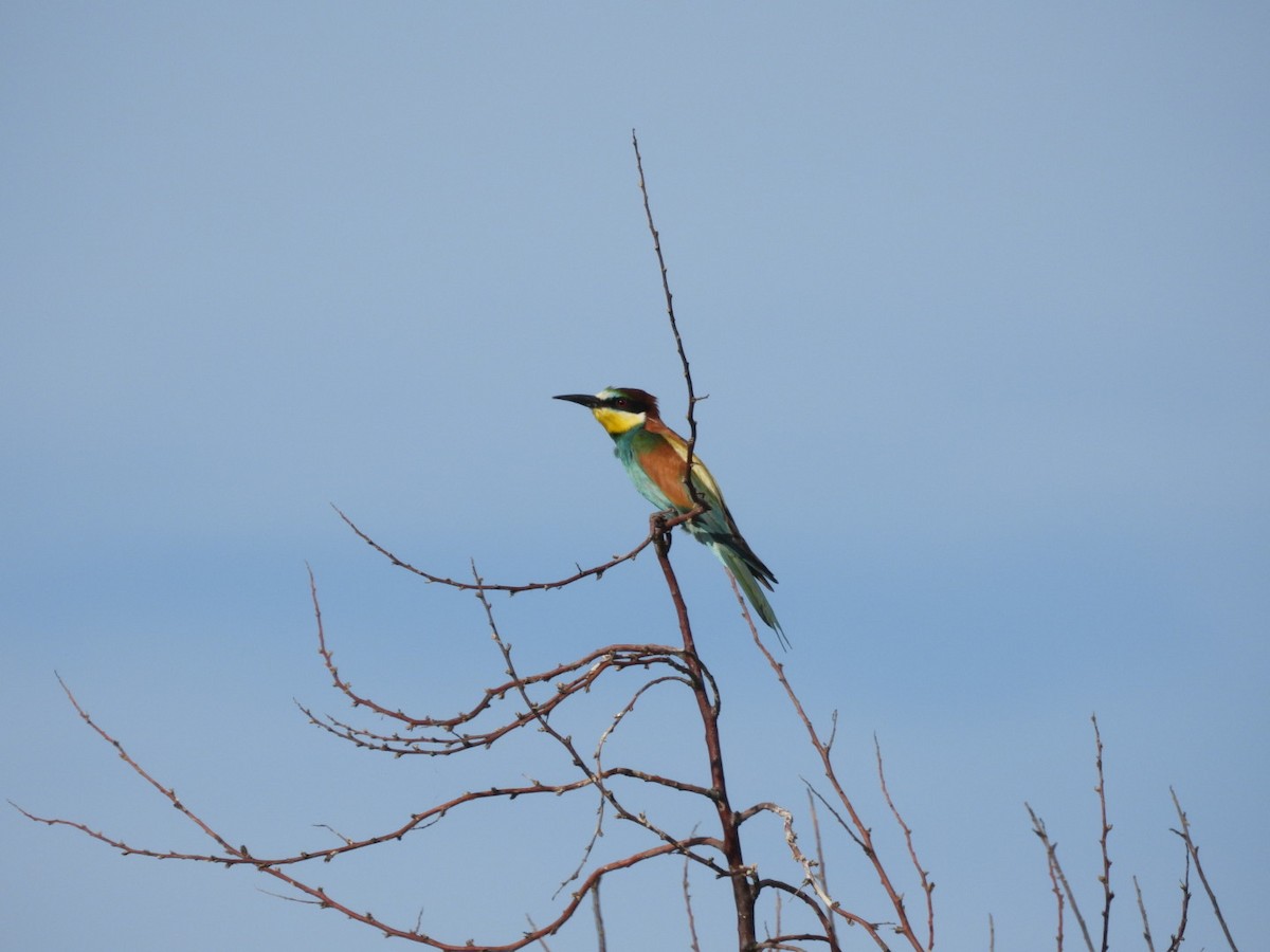 European Bee-eater - ML592770281