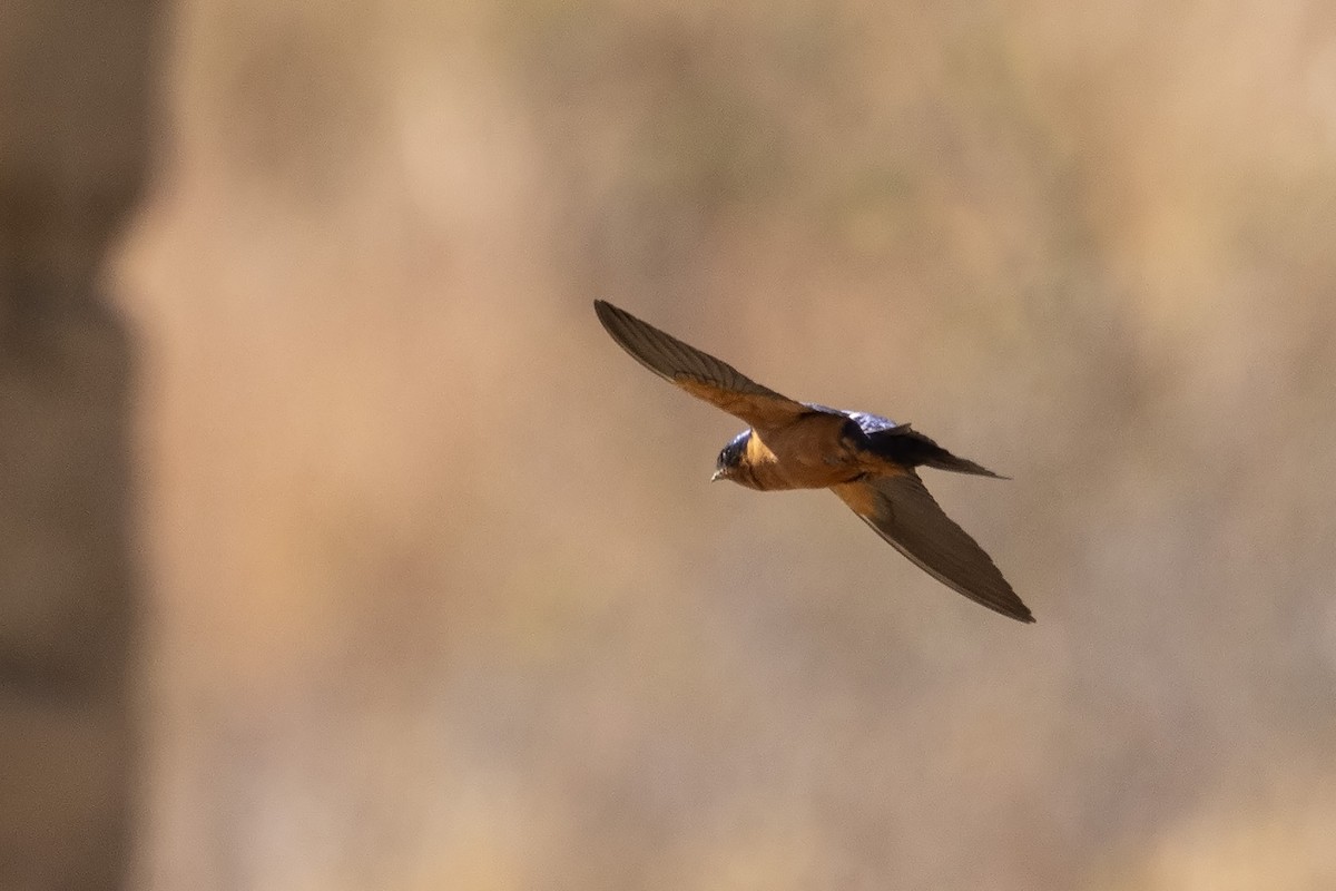 Black-and-rufous Swallow - Niall D Perrins