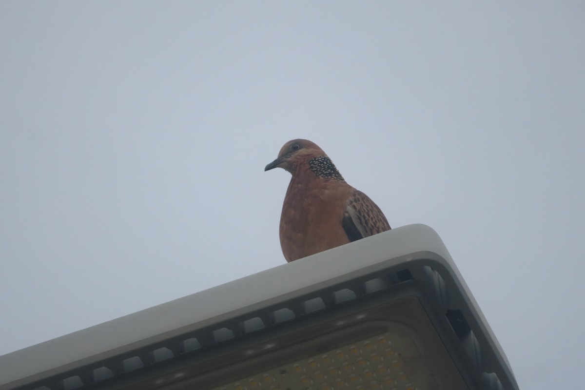 Spotted Dove - ML592771701