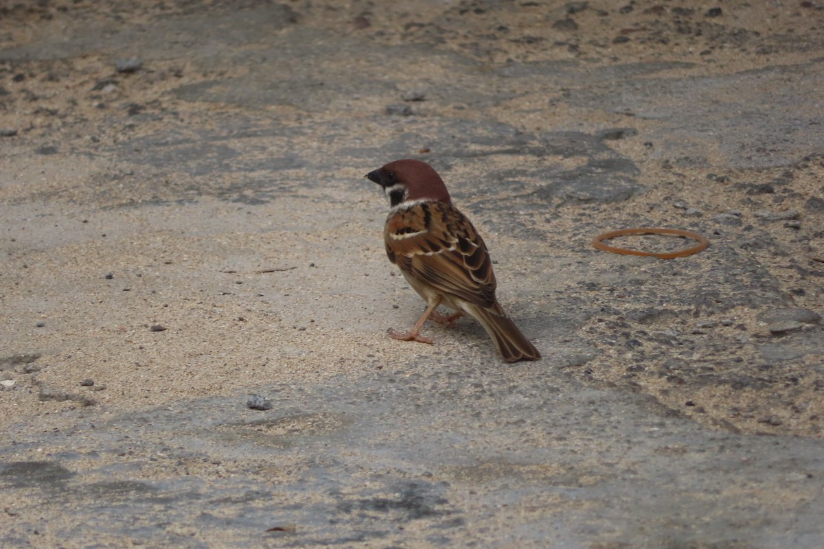 Eurasian Tree Sparrow - ML592771991