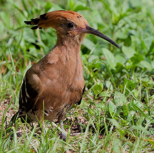 <em class="SciName notranslate">Upupa epops longirostris</em>, Frontal View. - Eurasian Hoopoe - 