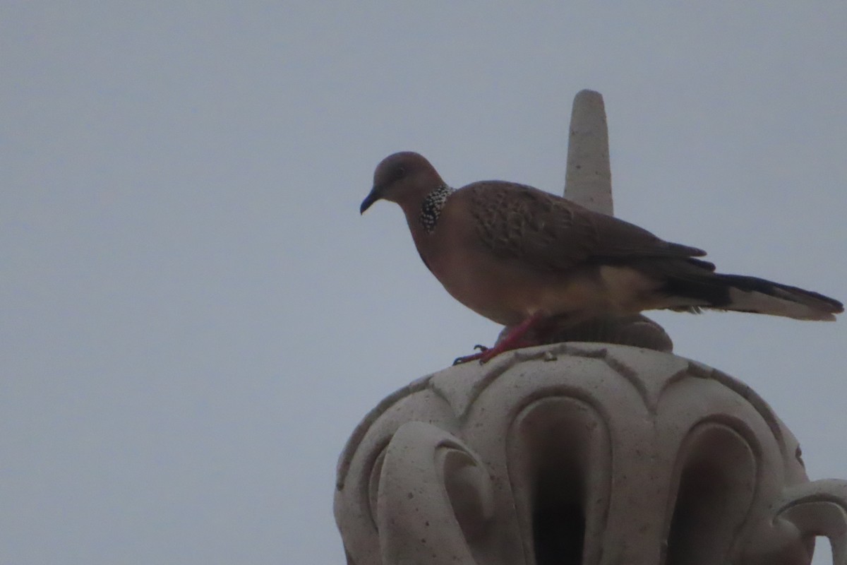 Spotted Dove - ML592773281