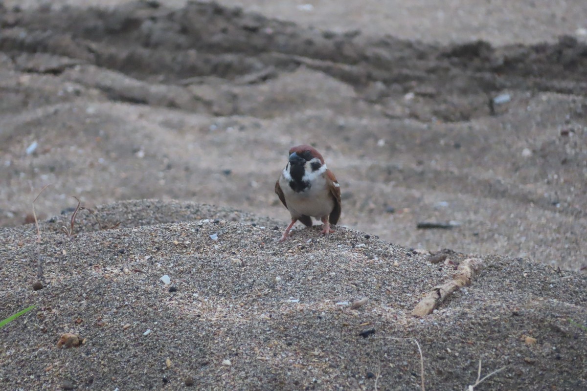 Eurasian Tree Sparrow - Pushpa Puliyeri