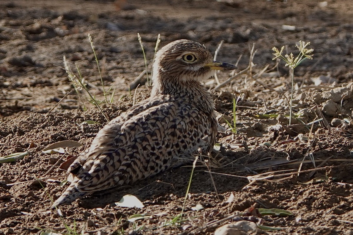 Spotted Thick-knee - Hidde Bult