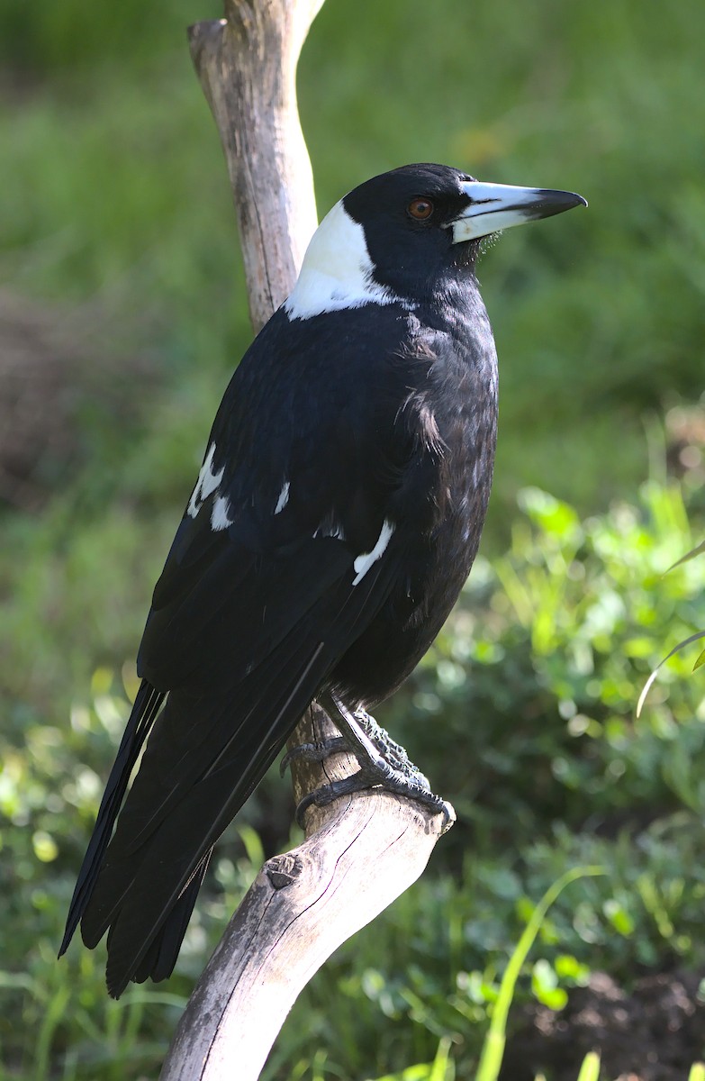 Australian Magpie (Black-backed x White-backed) - ML592777001