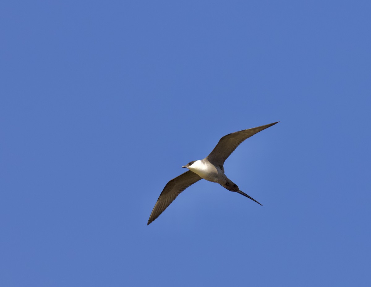 Long-tailed Jaeger - ML592779031