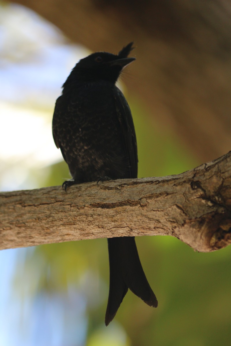 Crested Drongo - ML592782021