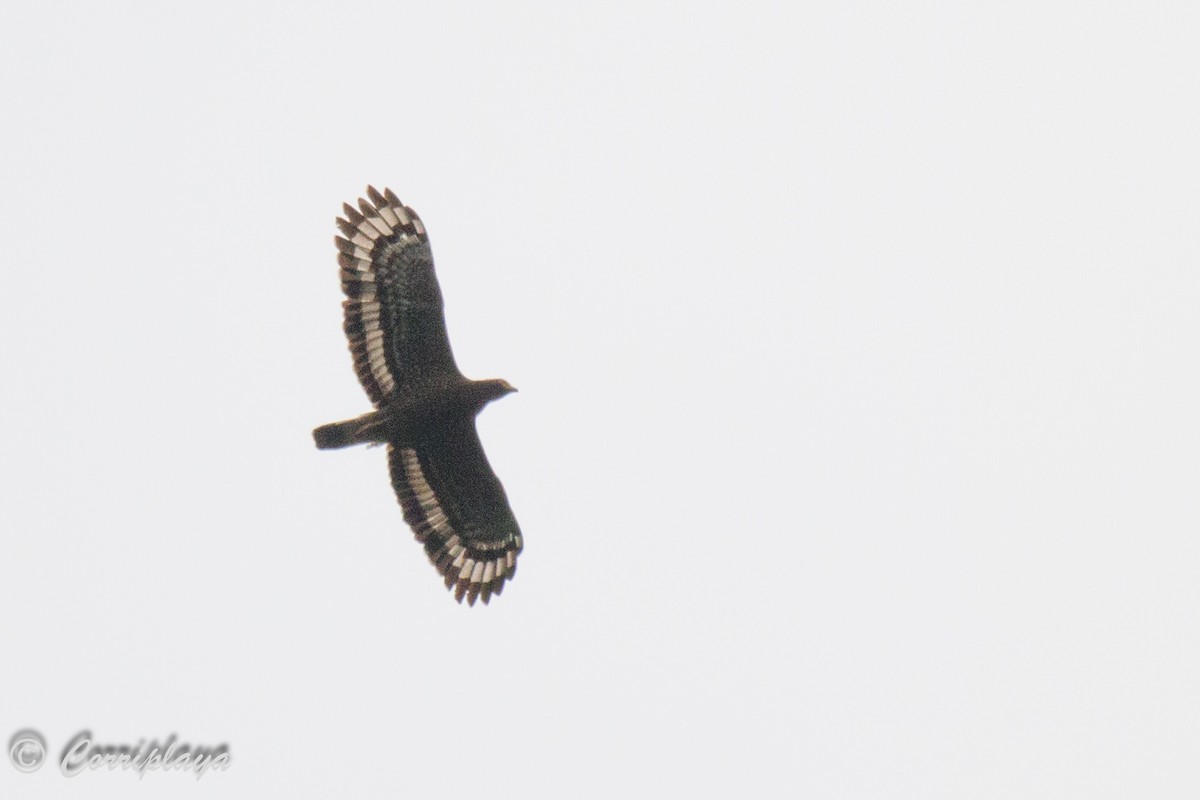 Crested Serpent-Eagle - ML592782201