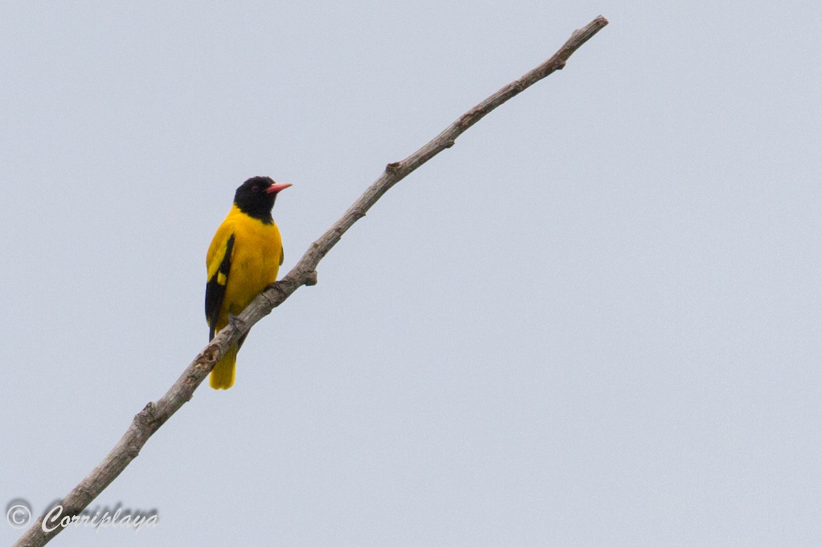 Black-hooded Oriole - ML592782231