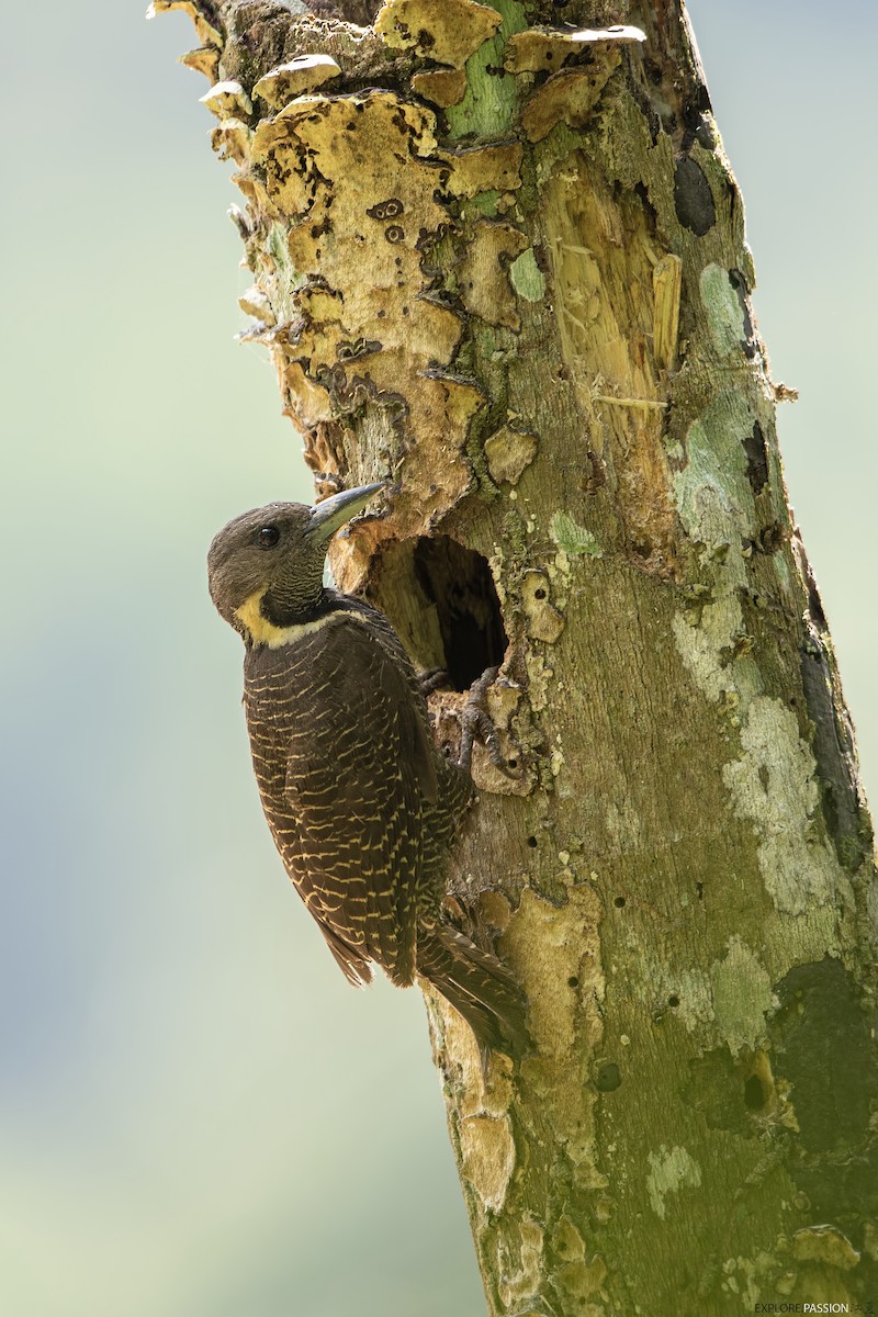 Buff-necked Woodpecker - ML592790331