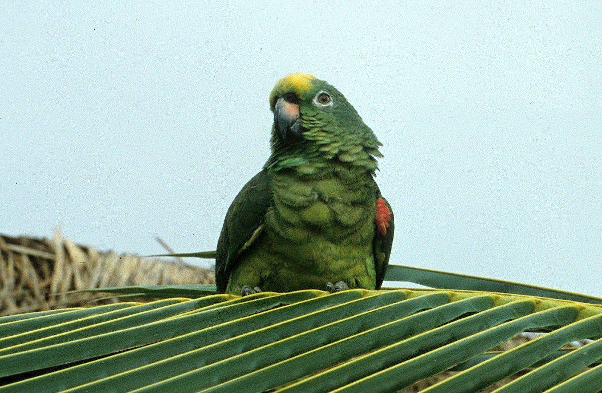 Yellow-crowned Parrot - ML592790451