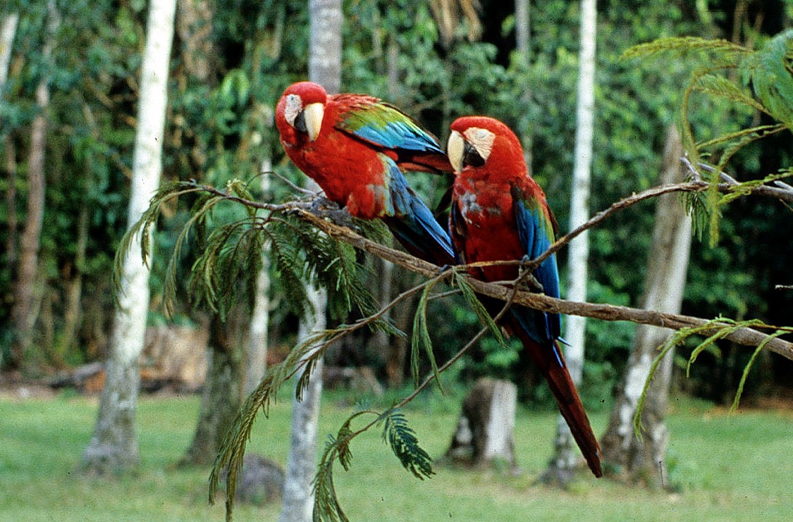 Red-and-green Macaw - ML592790481