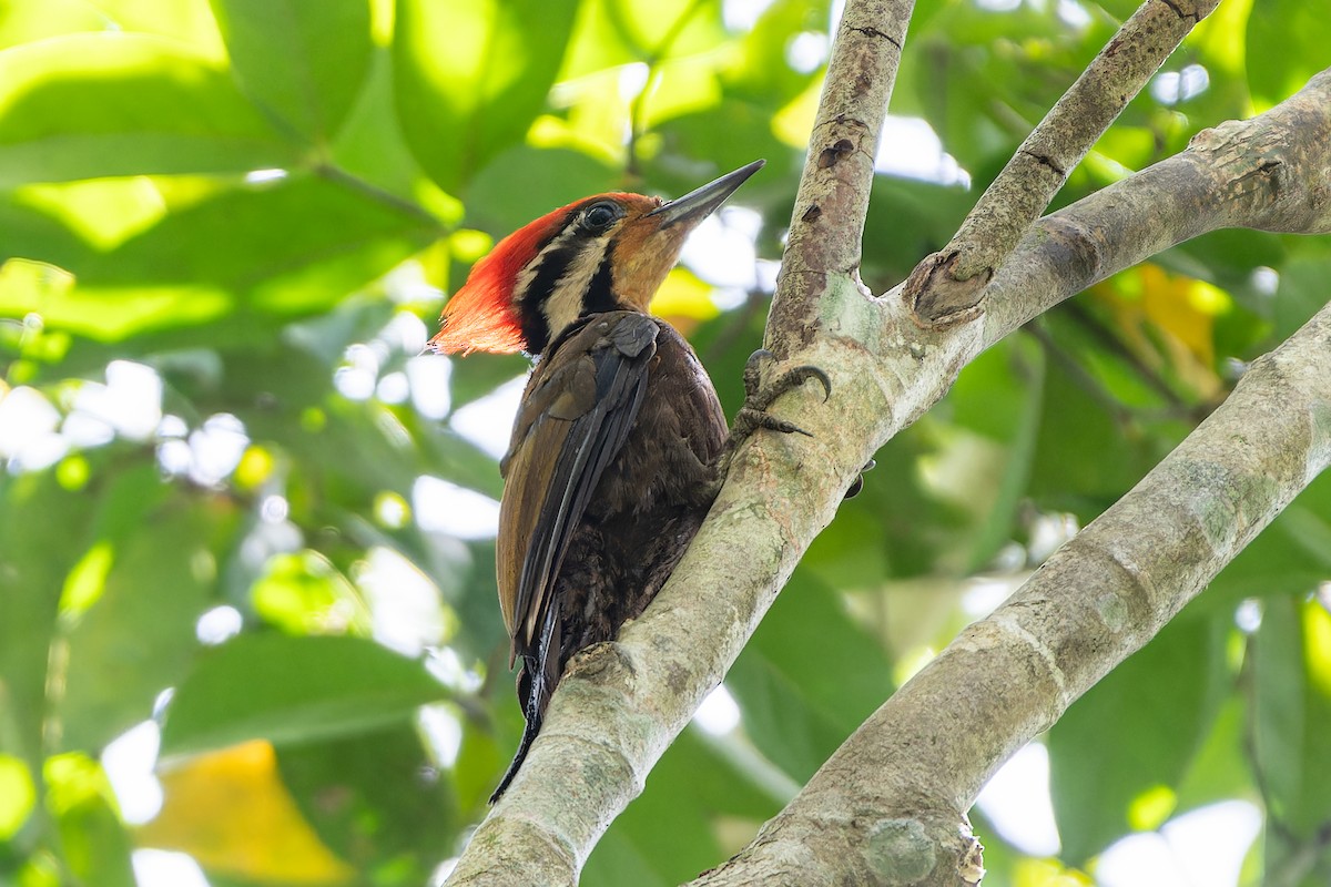 Olive-backed Woodpecker - ML592791001