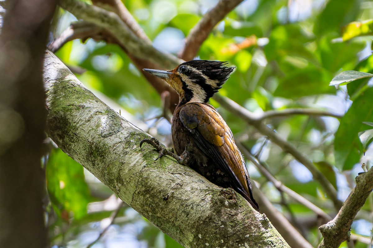 Olive-backed Woodpecker - ML592791011