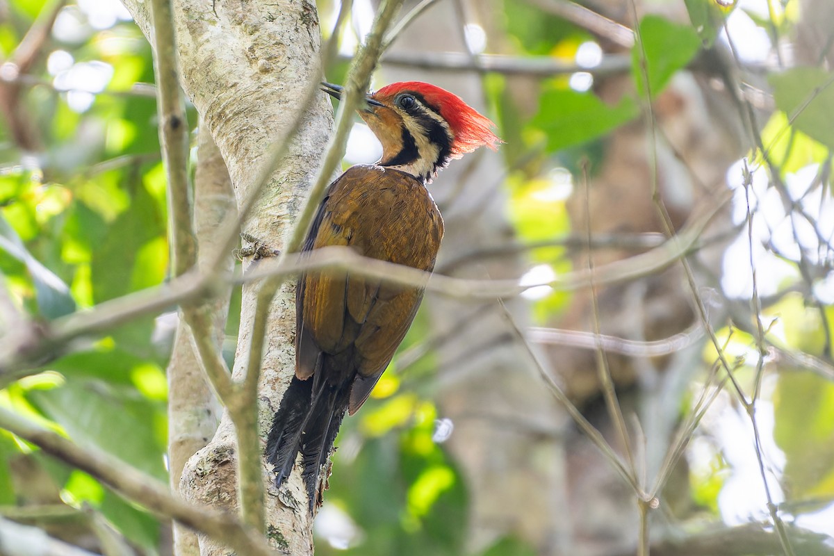 Olive-backed Woodpecker - ML592791021
