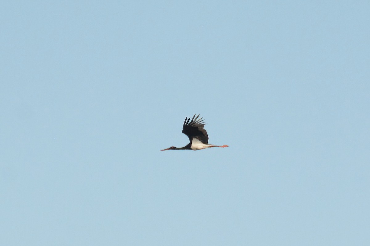 Black Stork - ML592793571