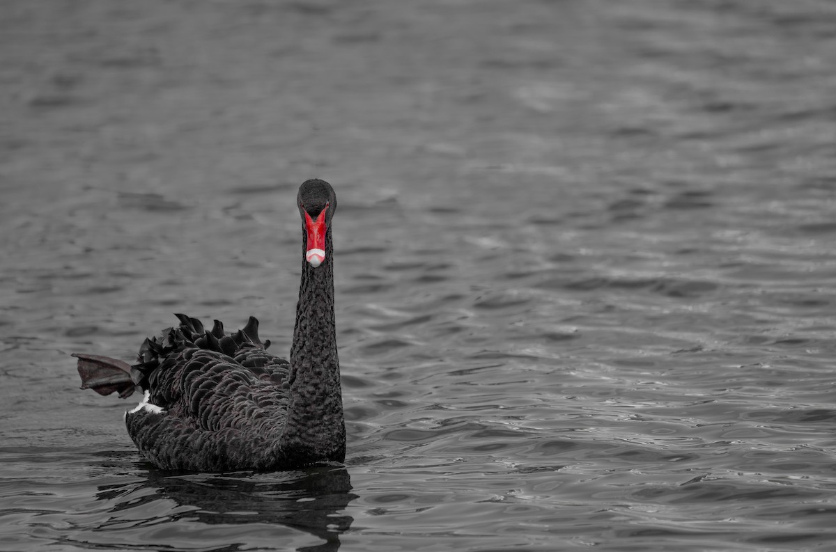 Black Swan - Ben Milbourne