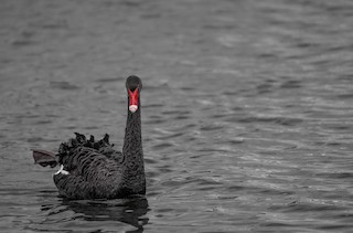 Black Swan, ML592795101
