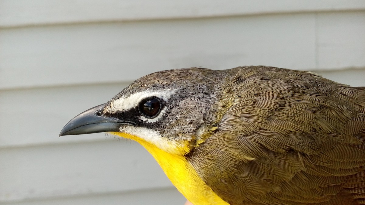 Yellow-breasted Chat - Caleb Scholtens