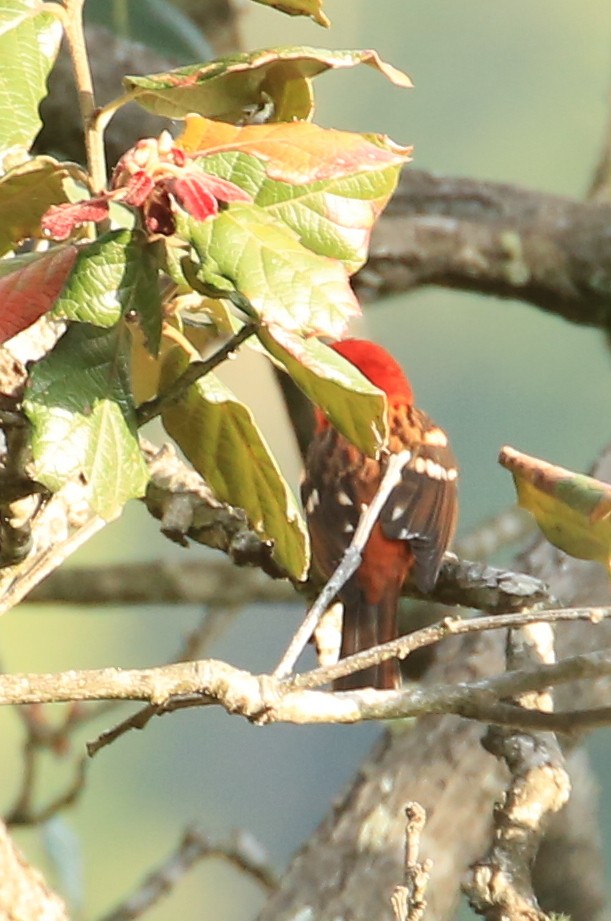 Flame-colored Tanager - ML59279651