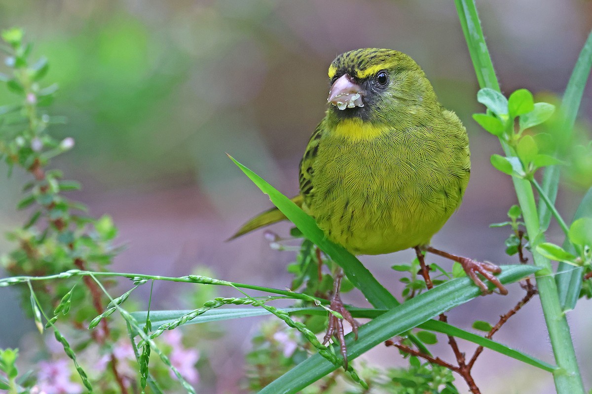 Forest Canary - ML592799891