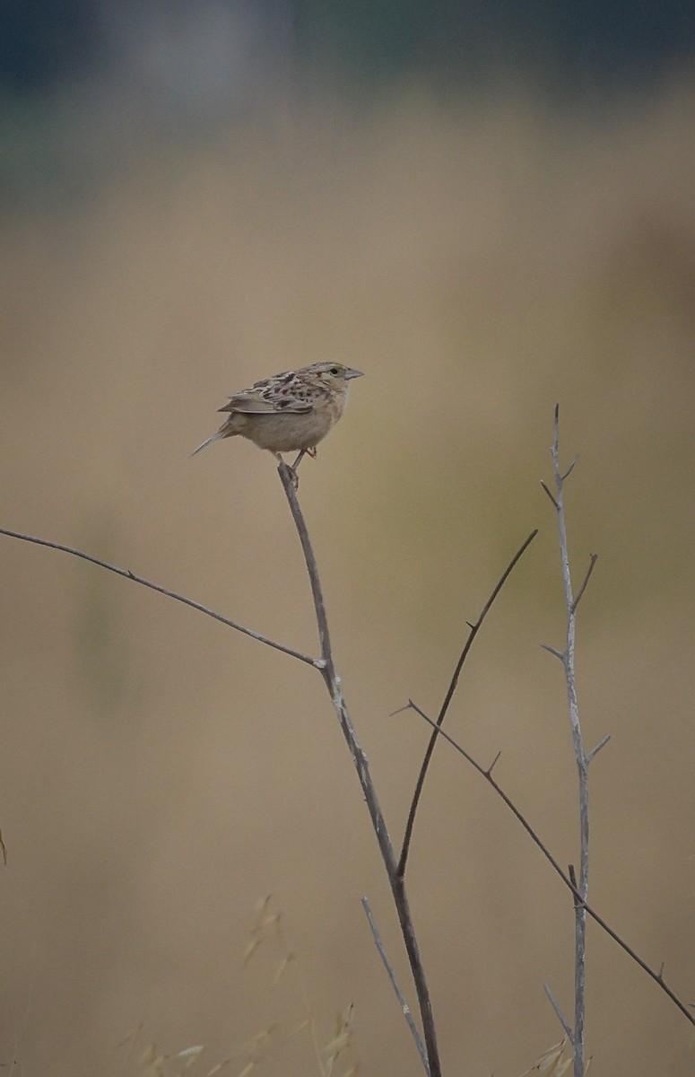 Grasshopper Sparrow - ML592802811