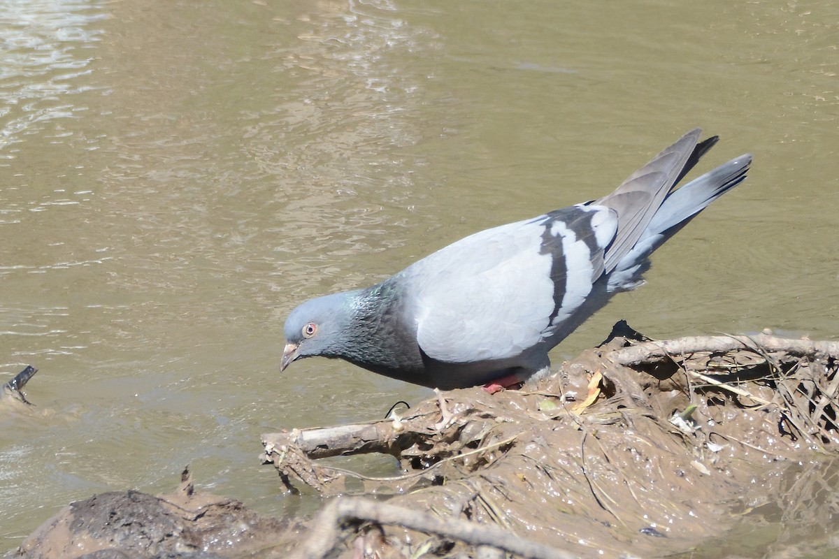 Сизый голубь (Одомашненного типа) - ML592802991