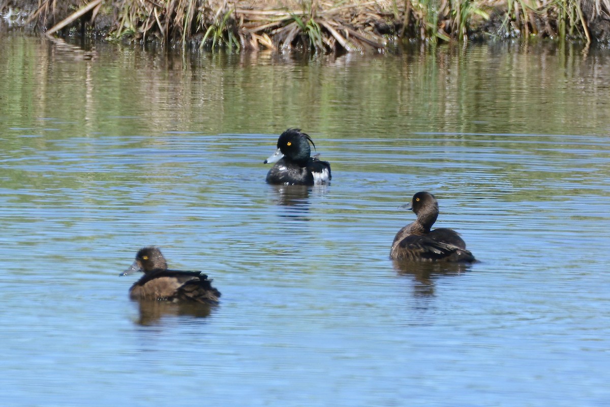 Tufted Duck - ML592803141
