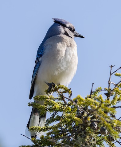 Blue Jay - Vermont eBird